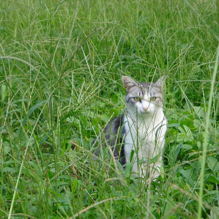 井川動物病院