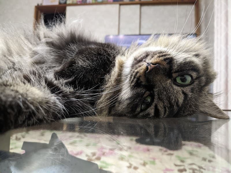 あおば動物病院