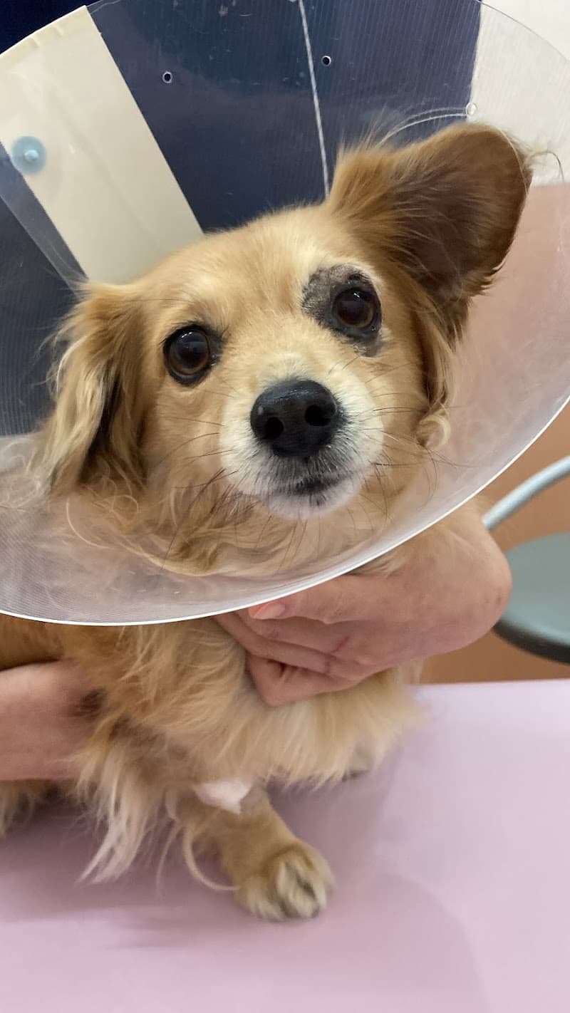 ひびの動物病院