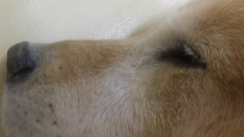 キンダーケア動物病院