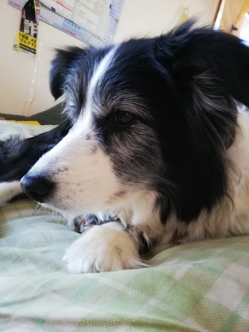 おおるりペットクリニック