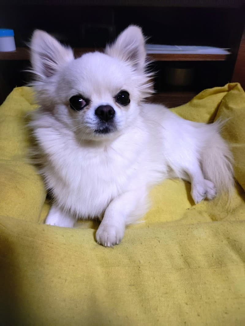 フレンズ動物病院