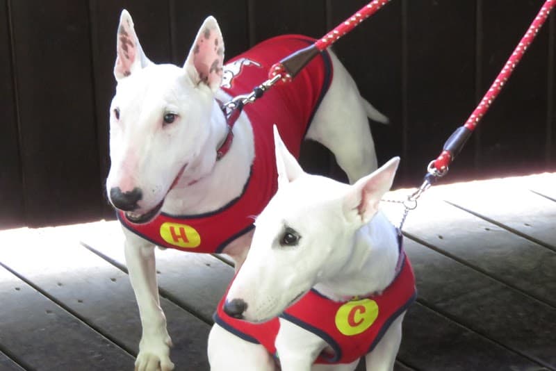 日光どうぶつ病院