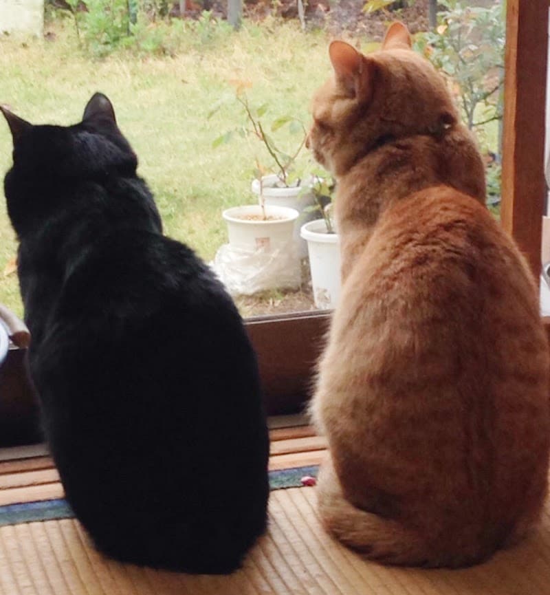 行政動物病院