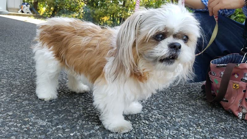 青木動物病院