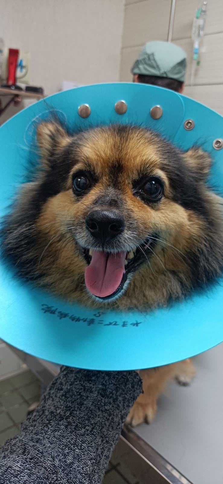 やまびこ動物病院