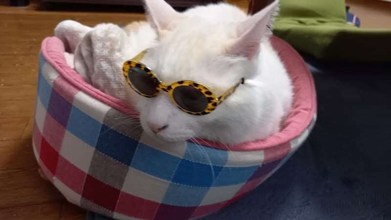 とうごう動物病院