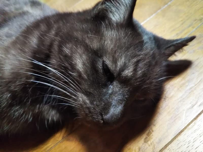 アリス動物病院