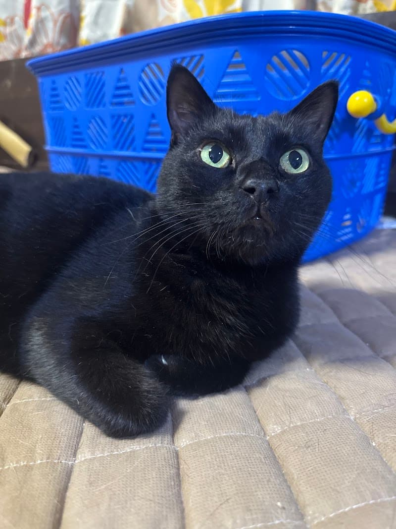 ロニー動物病院