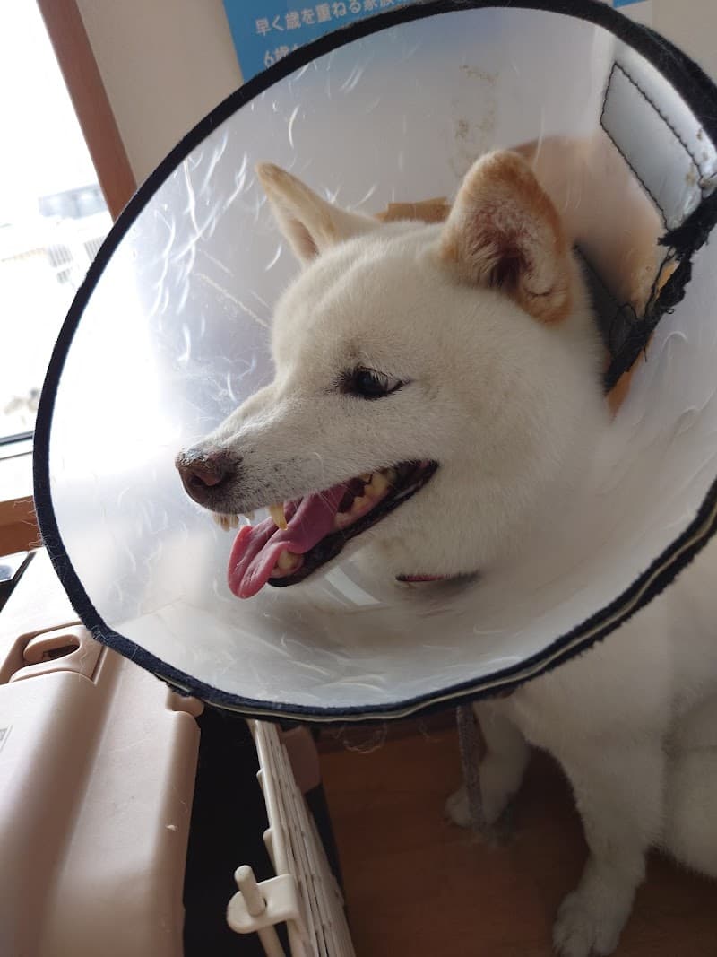 薮塚どうぶつ病院