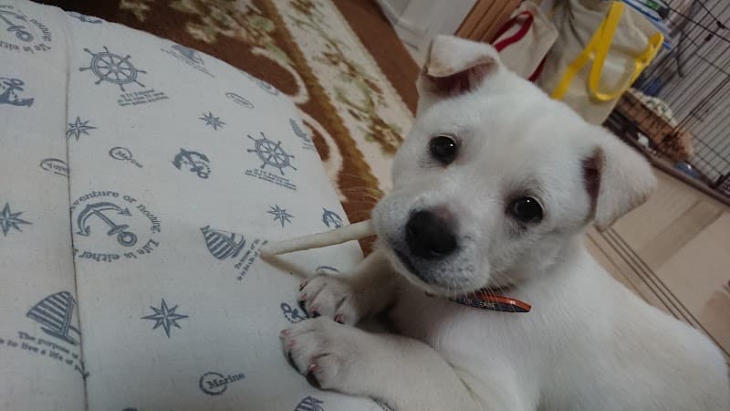 辻田獣医科病院