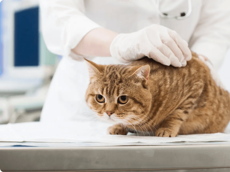 サミット動物病院