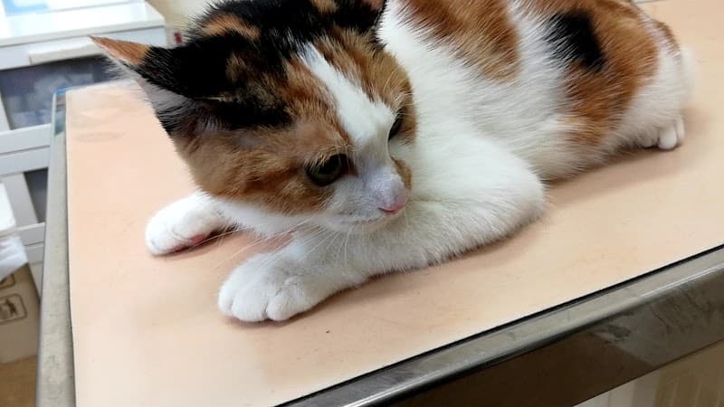 ほしの動物病院