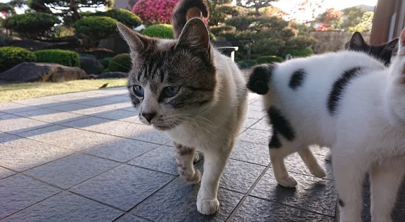 高橋獣医科医院