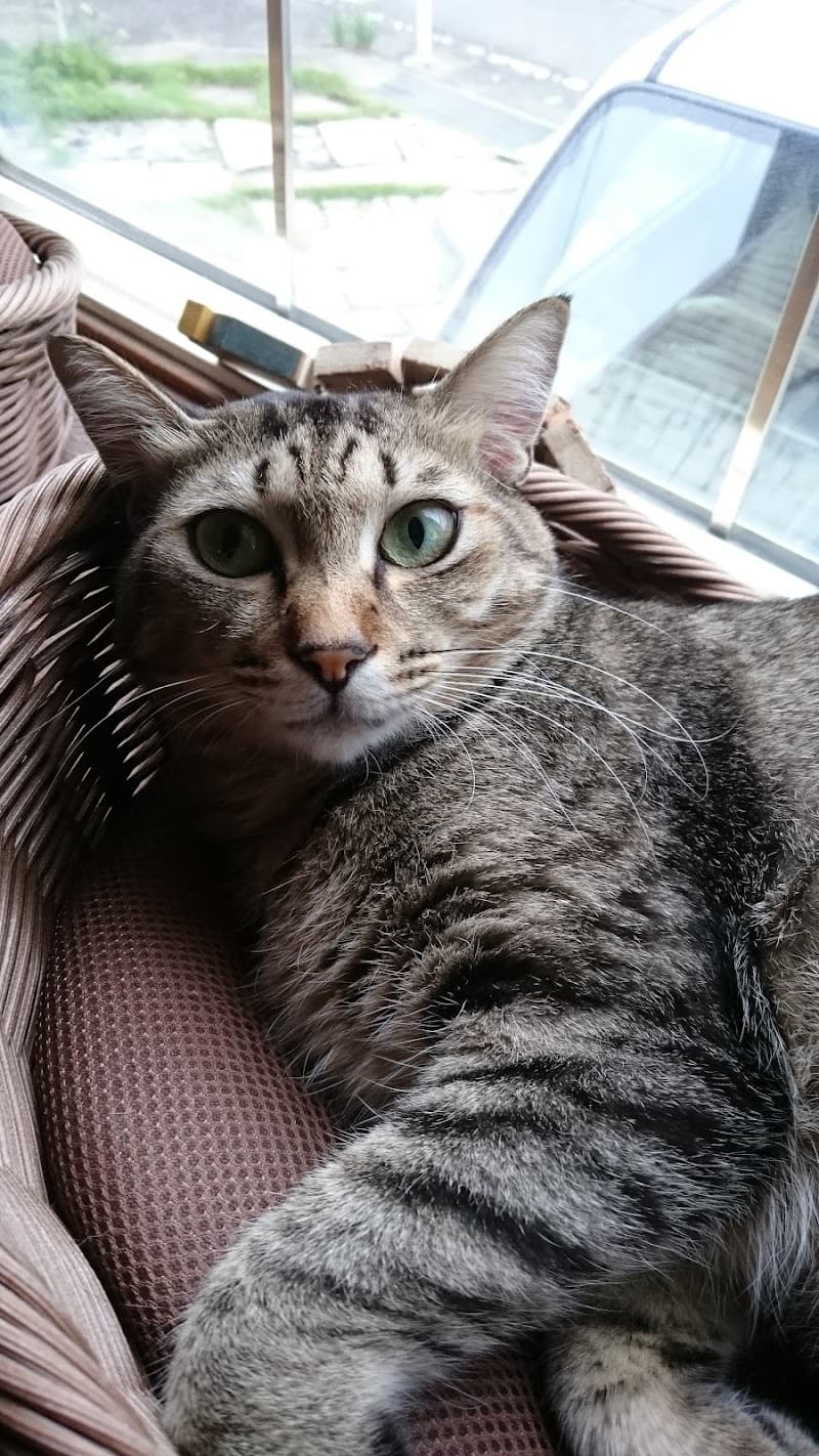 タカノ動物病院