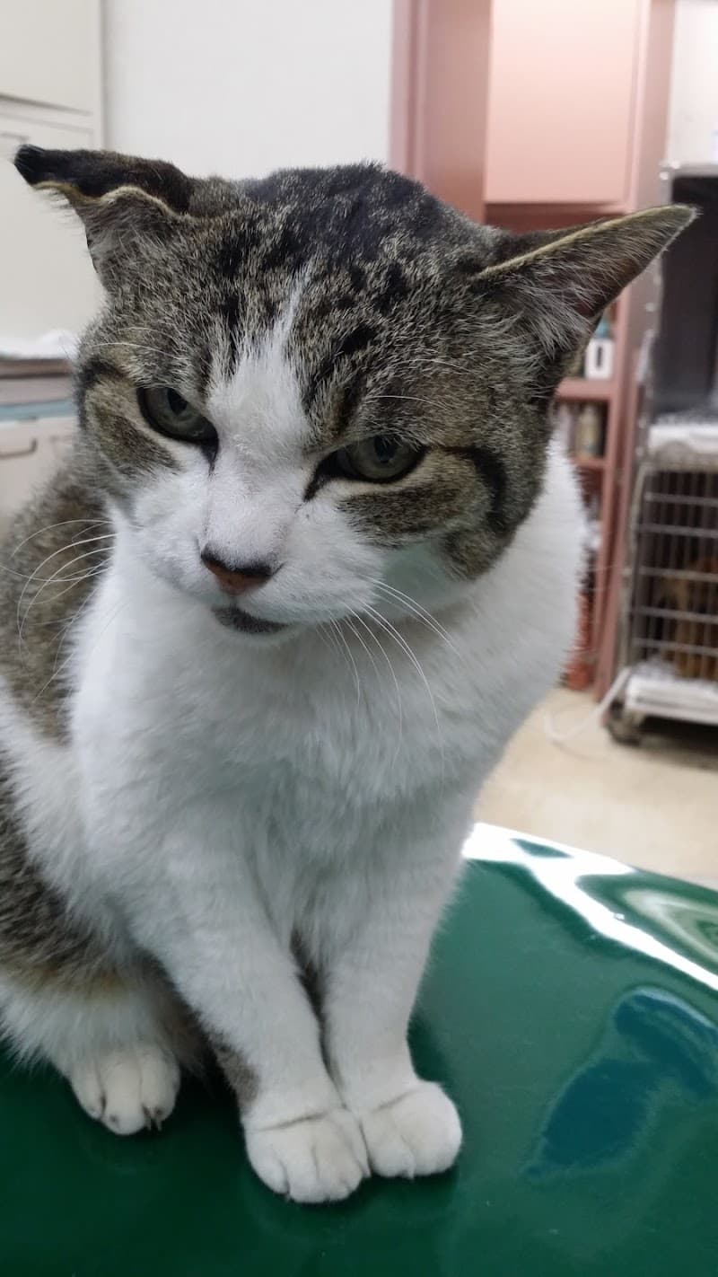 かなやま動物病院