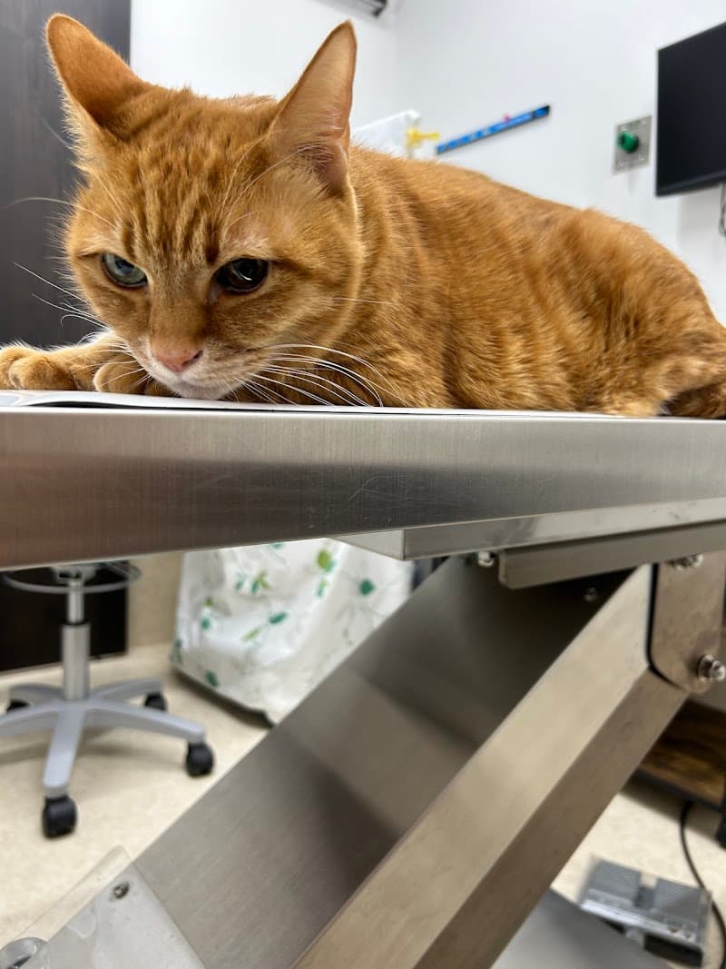 れいわ動物医療センター