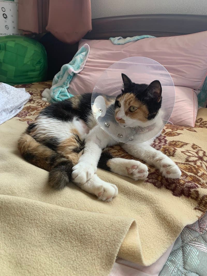 かなや犬猫鳥の病院