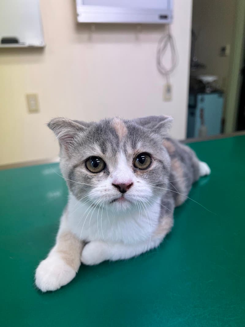 山田どうぶつ病院