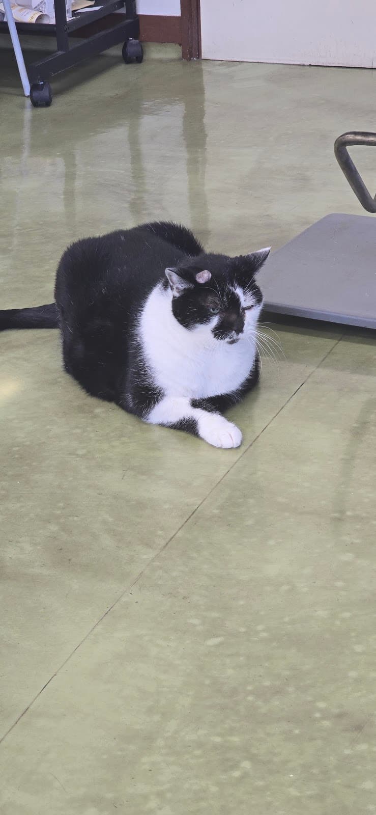 アンフィニ村上動物病院