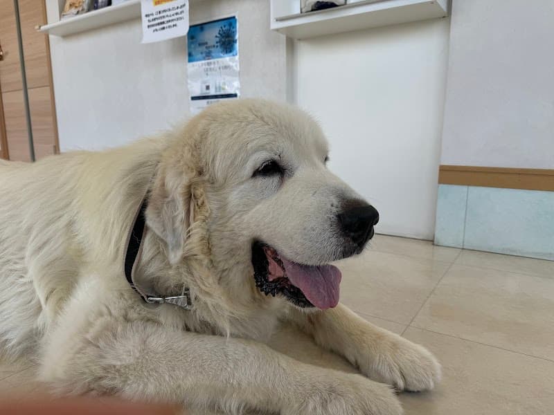 さくら動物病院