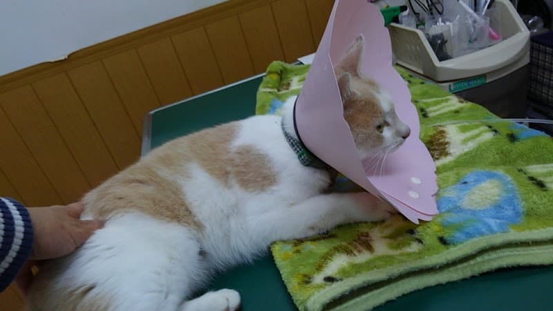 カゴメ動物病院