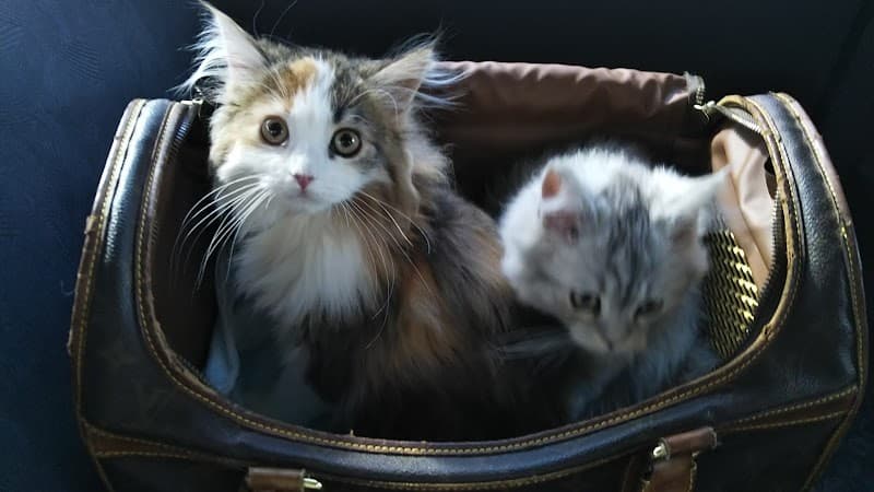 CDSペットクリニック沼田病院