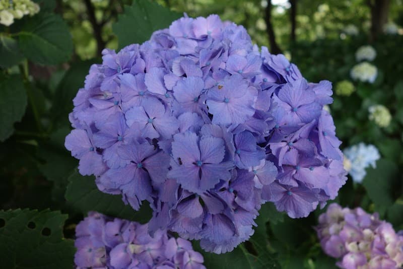 メイプルペットクリニック