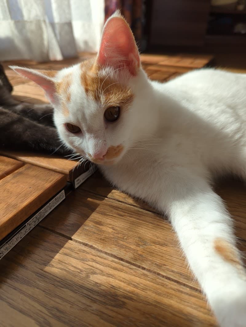 カール動物病院