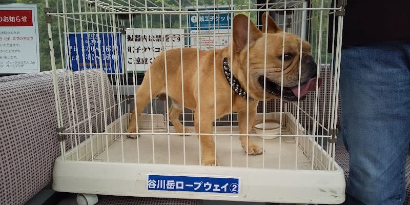 大沢動物病院