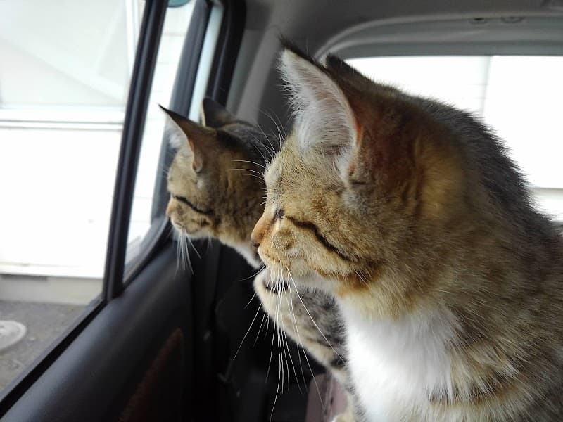 いなにわ動物クリニック