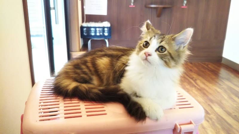 みなかみ動物病院