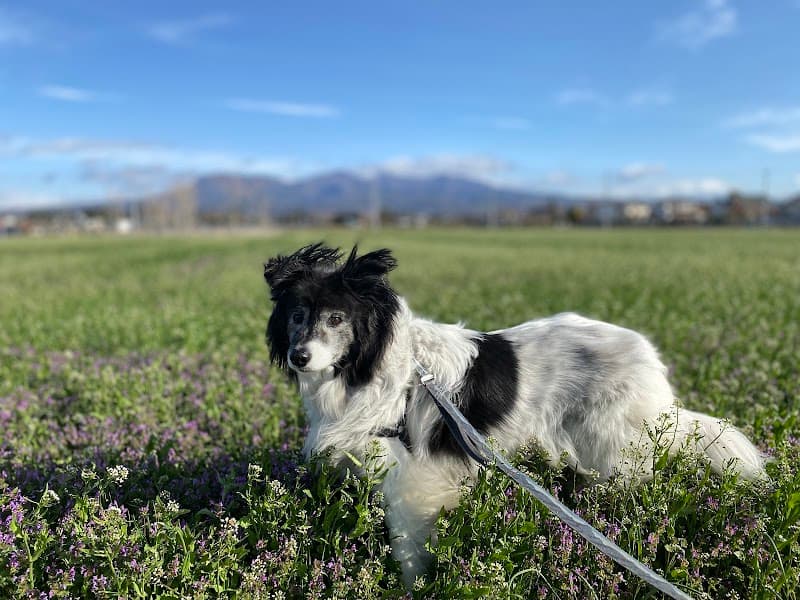 ひごし動物病院