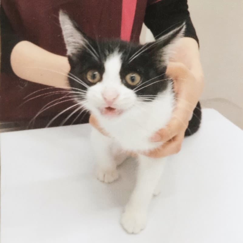 丸動物病院