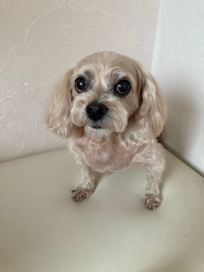 すぎむら動物病院 T's ANIMAL MEDICAL HOSPITAL