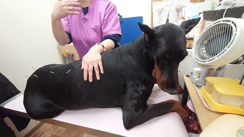 犬猫の漢方 フェアリーペット自然治療院