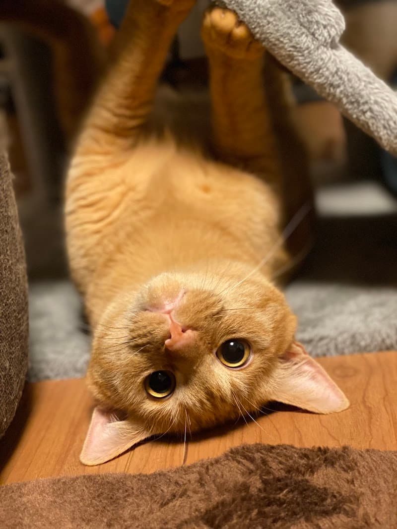 かどくらペットクリニック