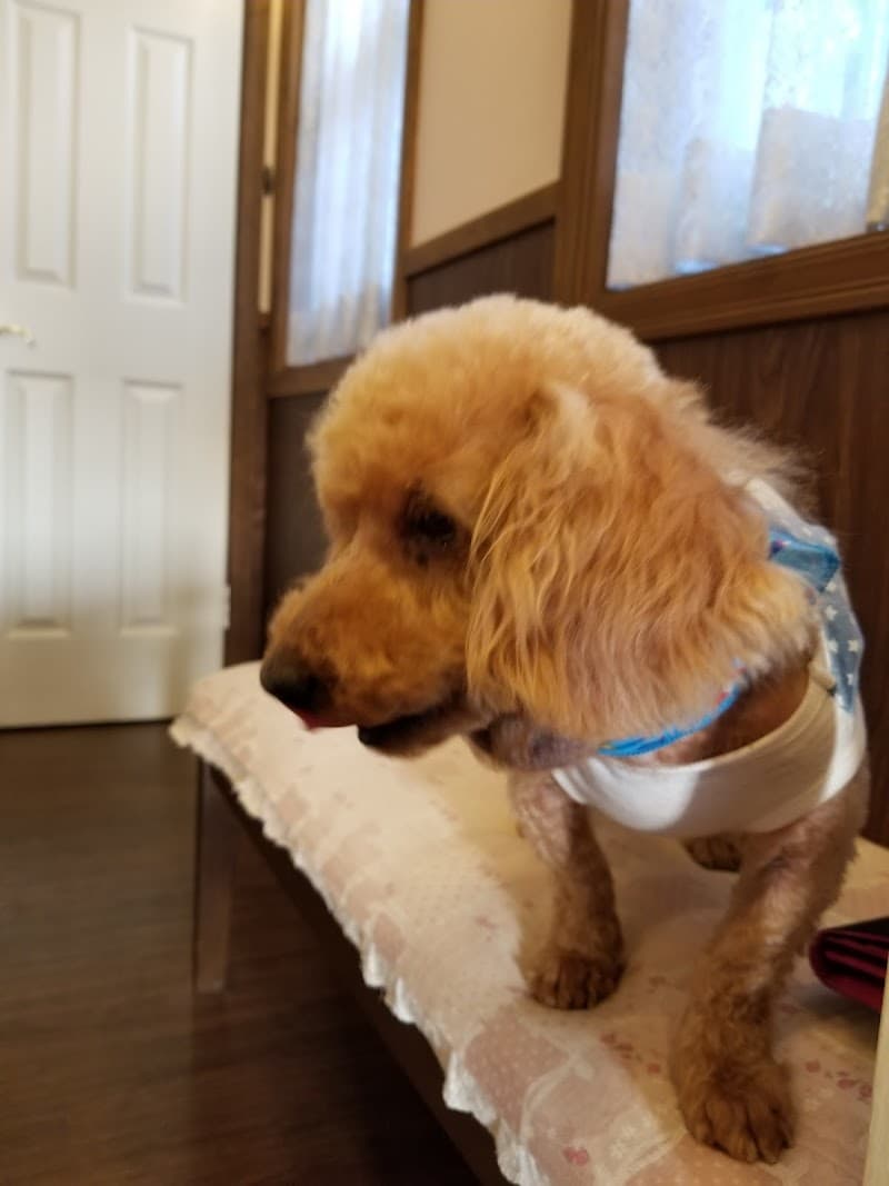 くりはし動物病院