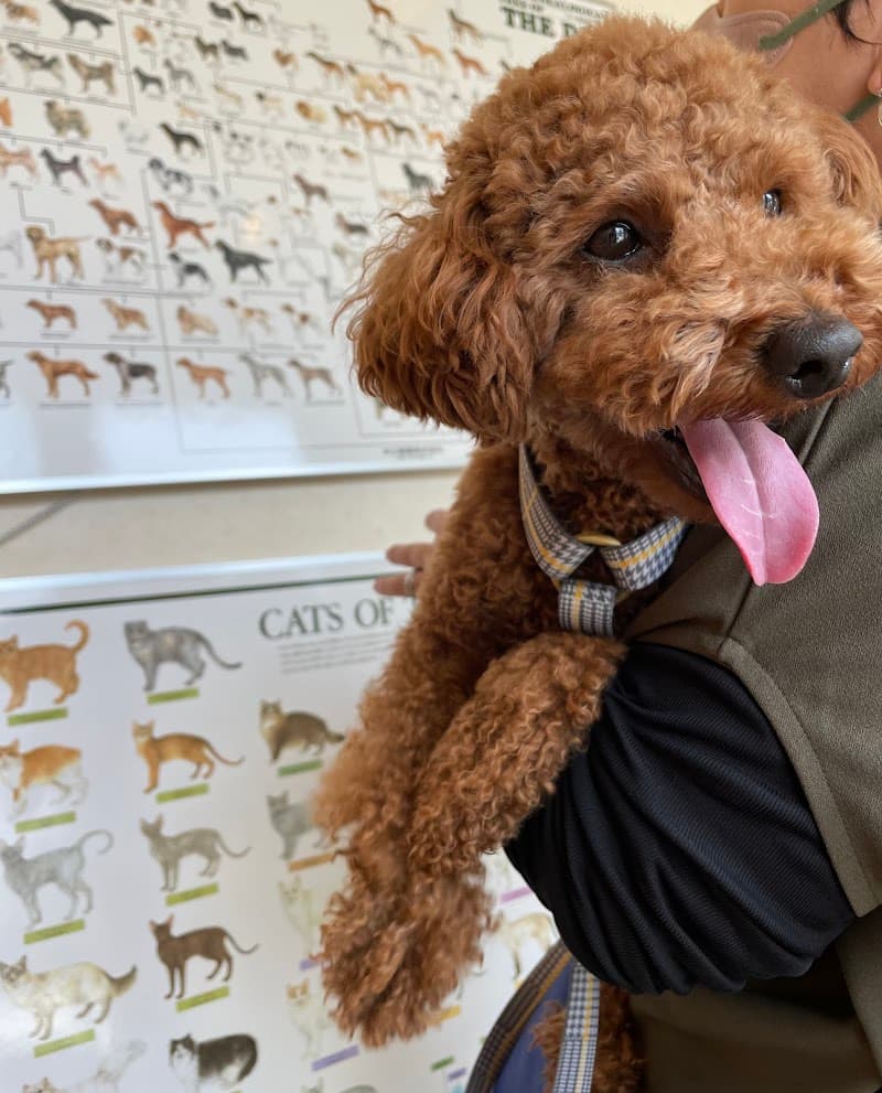 上林犬猫病院