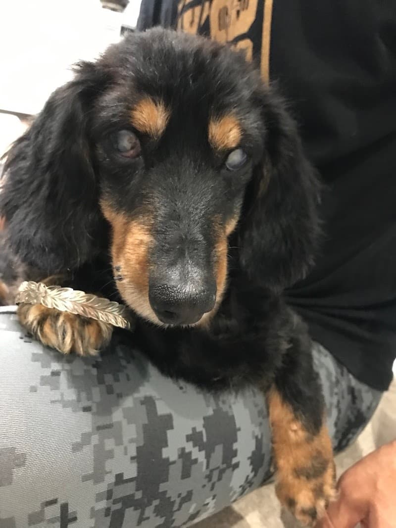 たかやなぎ動物病院