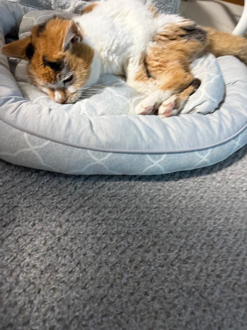 ゆりのき通り動物病院