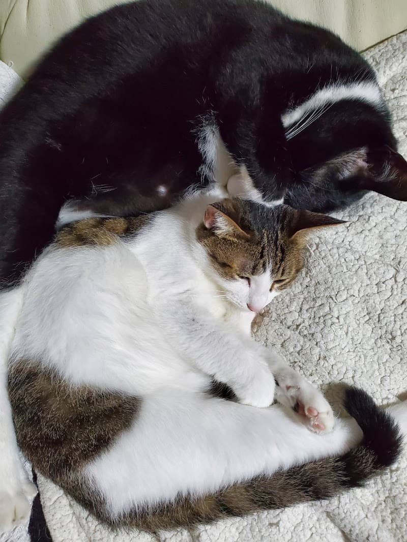 アニー動物病院