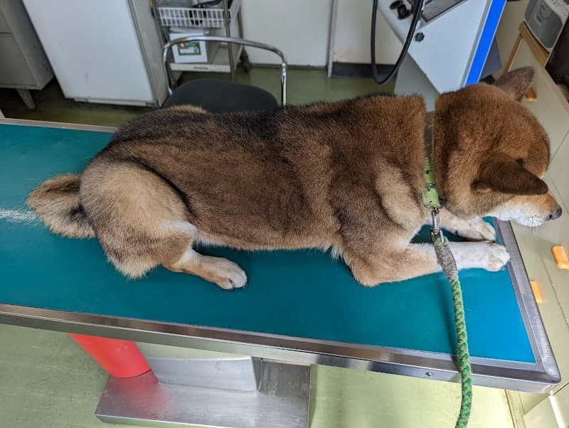 荒井動物病院