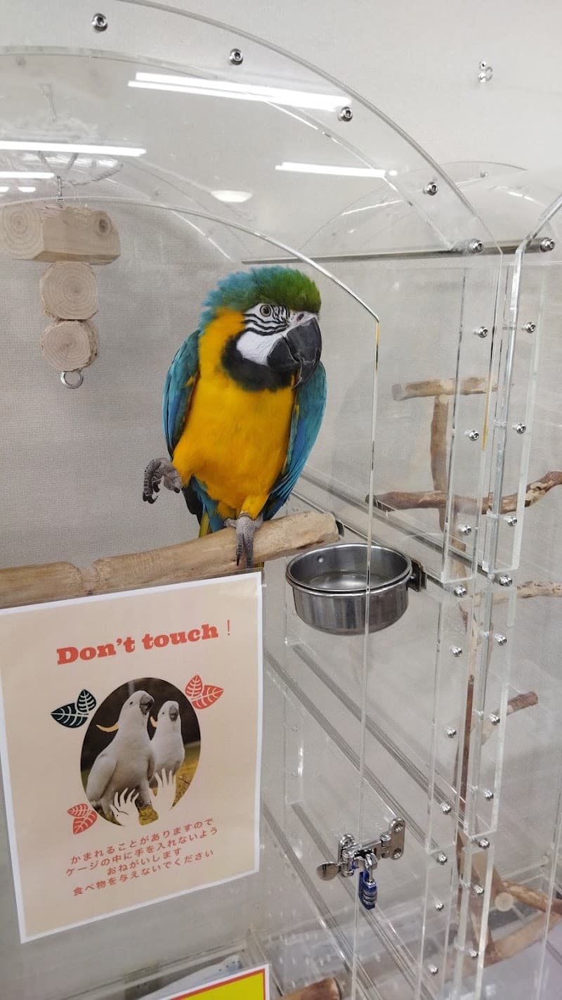 鳥の病院BIRDMORE