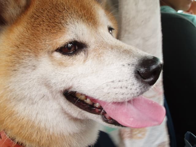 片岡愛犬病院