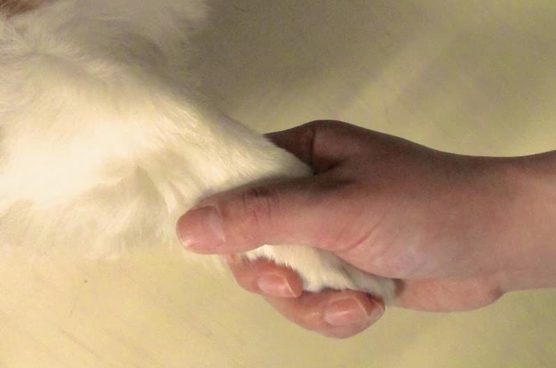 上福岡OZ動物病院