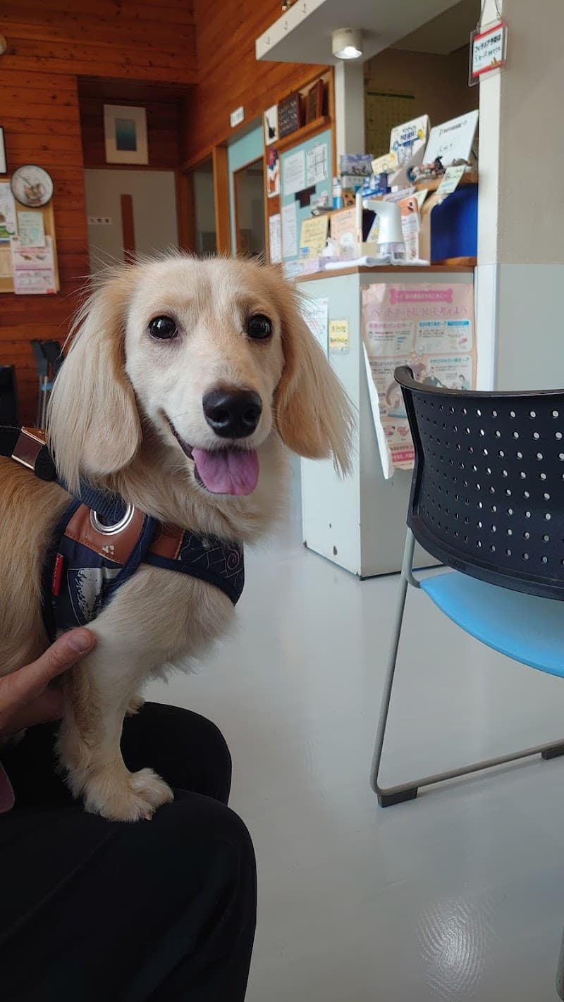 あおやま動物病院