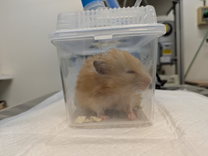 ミニペットクリニック