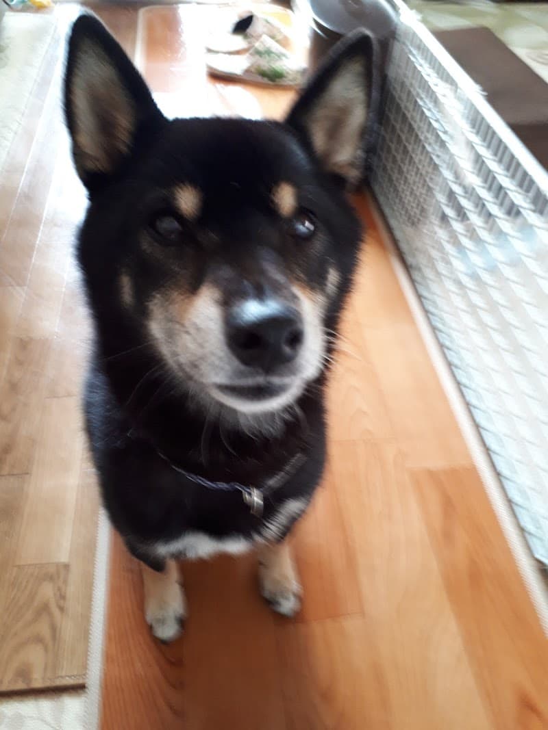 よしだ動物病院