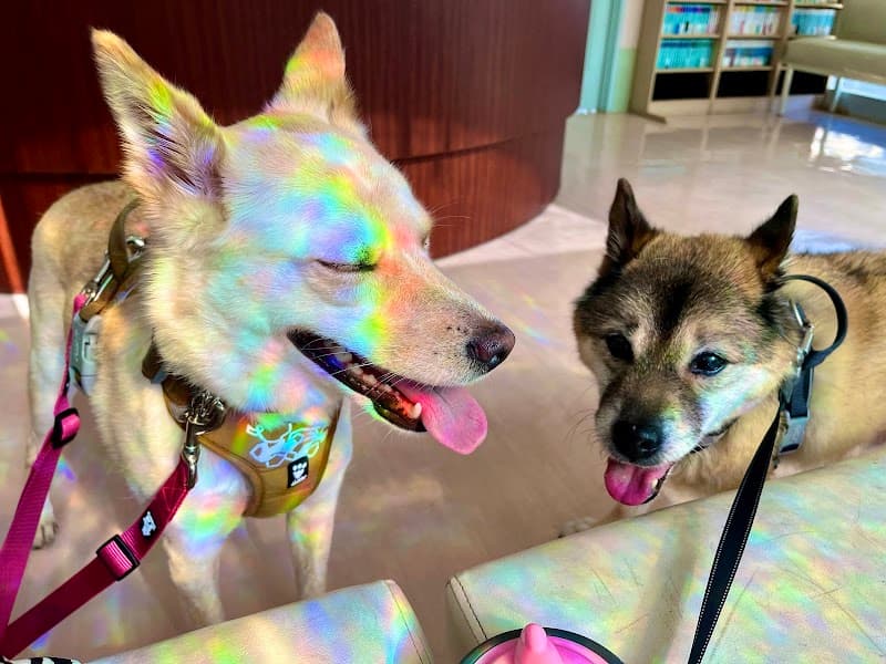 どうぶつ病院 たいようの杜